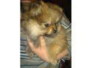 Pomeranian Puppy for sale in Danville, KY, USA