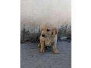 Goldendoodle Puppy for sale in Lakeside, AZ, USA
