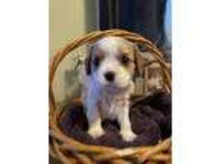 Cavalier King Charles Spaniel Puppy for sale in Ashtabula, OH, USA