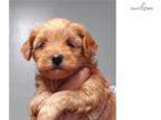 Goldendoodle Puppy for sale in Minneapolis, MN, USA