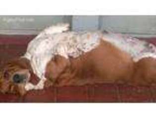 Basset Hound Puppy for sale in Dawsonville, GA, USA