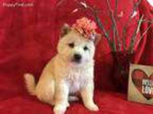 Shiba Inu Puppy for sale in Iuka, IL, USA