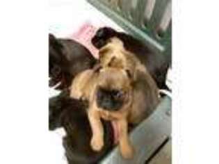Brussels Griffon Puppy for sale in Oakland, OR, USA