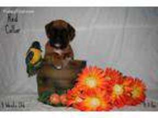 Boxer Puppy for sale in Cedar Springs, MI, USA