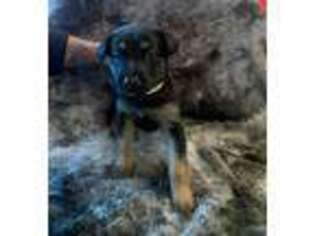 German Shepherd Dog Puppy for sale in Katy, TX, USA