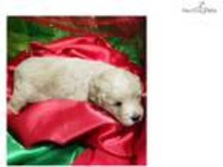 Goldendoodle Puppy for sale in Greensboro, NC, USA