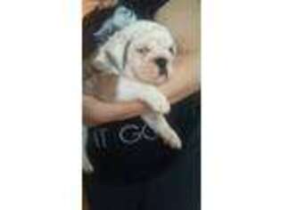 Bulldog Puppy for sale in Akron, OH, USA