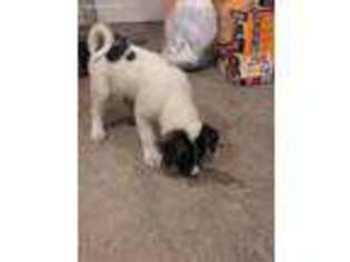 Akita Puppy for sale in Cheyenne, WY, USA