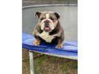 Bulldog Puppy for sale in Loganville, GA, USA