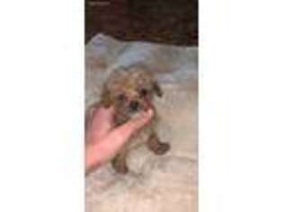 Mutt Puppy for sale in Reedley, CA, USA