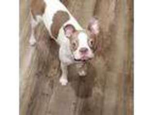 Boston Terrier Puppy for sale in Ohatchee, AL, USA