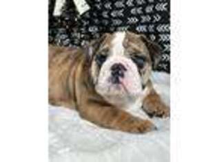 Bulldog Puppy for sale in Moulton, IA, USA