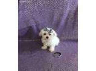 Maltese Puppy for sale in Altoona, KS, USA
