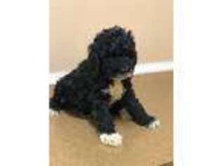 Goldendoodle Puppy for sale in Merced, CA, USA