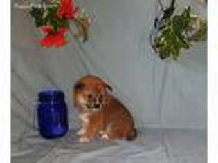 Shiba Inu Puppy for sale in Wesley, IA, USA