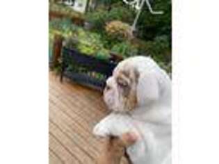 Bulldog Puppy for sale in Florissant, MO, USA