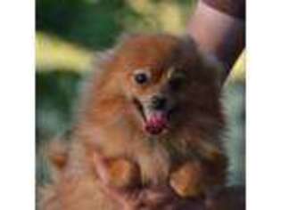 Pomeranian Puppy for sale in Waynetown, IN, USA