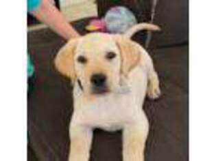 Labrador Retriever Puppy for sale in Port Richey, FL, USA