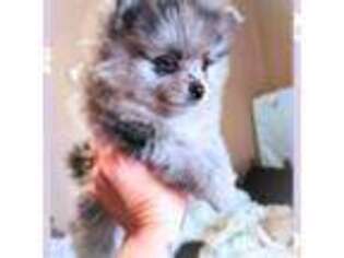 Pomeranian Puppy for sale in Oakland, CA, USA