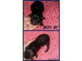 Cavapoo Puppy for sale in Forney, TX, USA