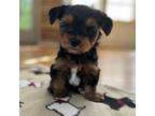 Yorkshire Terrier Puppy for sale in Monrovia, CA, USA