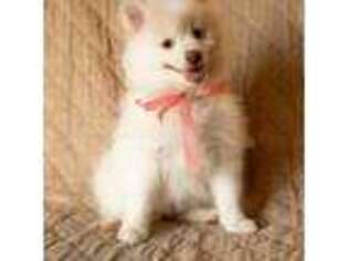 Pomeranian Puppy for sale in Spring, TX, USA