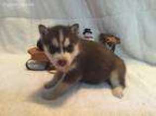 Siberian Husky Puppy for sale in Staunton, VA, USA
