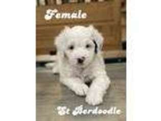 Saint Bernard Puppy for sale in Deltona, FL, USA