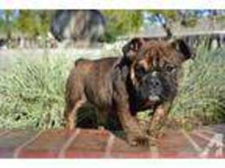 Bulldog Puppy for sale in FONTANA, CA, USA