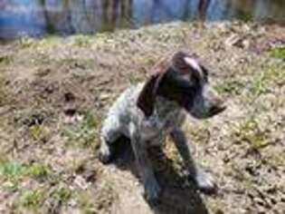 German Wirehaired Pointer Puppy for sale in Irwin, OH, USA