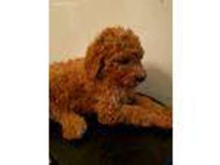 Goldendoodle Puppy for sale in South Holland, IL, USA