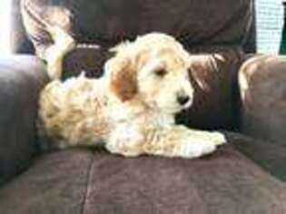 Goldendoodle Puppy for sale in Morehead City, NC, USA