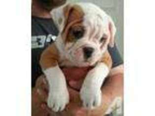 American Bulldog Puppy for sale in GAITHERSBURG, MD, USA