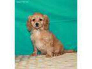 Cavapoo Puppy for sale in Tucson, AZ, USA