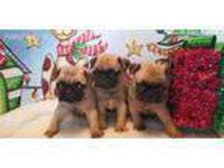 Pug Puppy for sale in Princeton, KY, USA