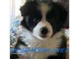 Border Collie Puppy for sale in Apple Valley, CA, USA