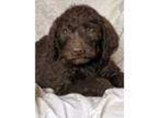 Labradoodle Puppy for sale in Litchfield, MN, USA