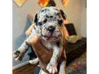 French Bulldog Puppy for sale in Milledgeville, GA, USA