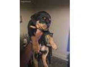 Rottweiler Puppy for sale in Baltimore, MD, USA