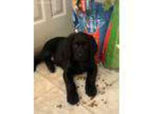 Labradoodle Puppy for sale in Belle, MO, USA