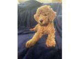 Mutt Puppy for sale in Rhine, GA, USA