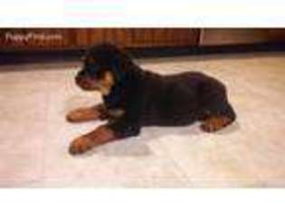 Rottweiler Puppy for sale in Kankakee, IL, USA
