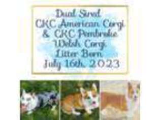Cardigan Welsh Corgi Puppy for sale in Hickory, NC, USA