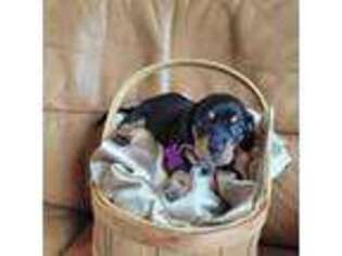 Dachshund Puppy for sale in Lynn Haven, FL, USA