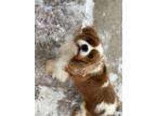 Cavalier King Charles Spaniel Puppy for sale in Manhattan, KS, USA