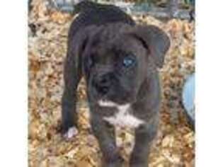 Cane Corso Puppy for sale in Aransas Pass, TX, USA