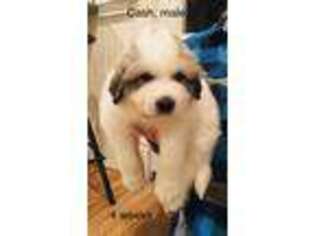 Great Pyrenees Puppy for sale in Lodi, WI, USA