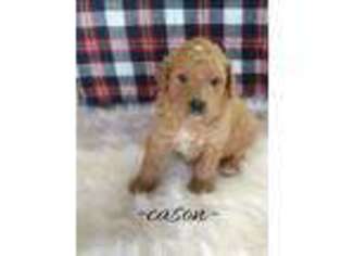 Goldendoodle Puppy for sale in Norwood, MO, USA
