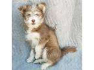 Mutt Puppy for sale in Corning, KS, USA