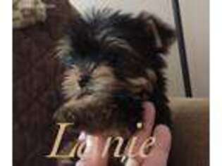 Yorkshire Terrier Puppy for sale in Churubusco, IN, USA